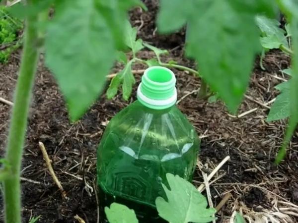 Капельный полив из пластиковых бутылок: решение для практичных и экономных