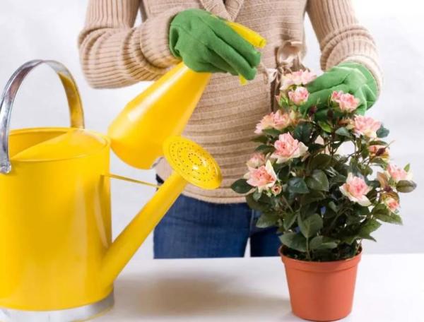 Янтарная кислота для полива цветов: как правильно развести и использовать